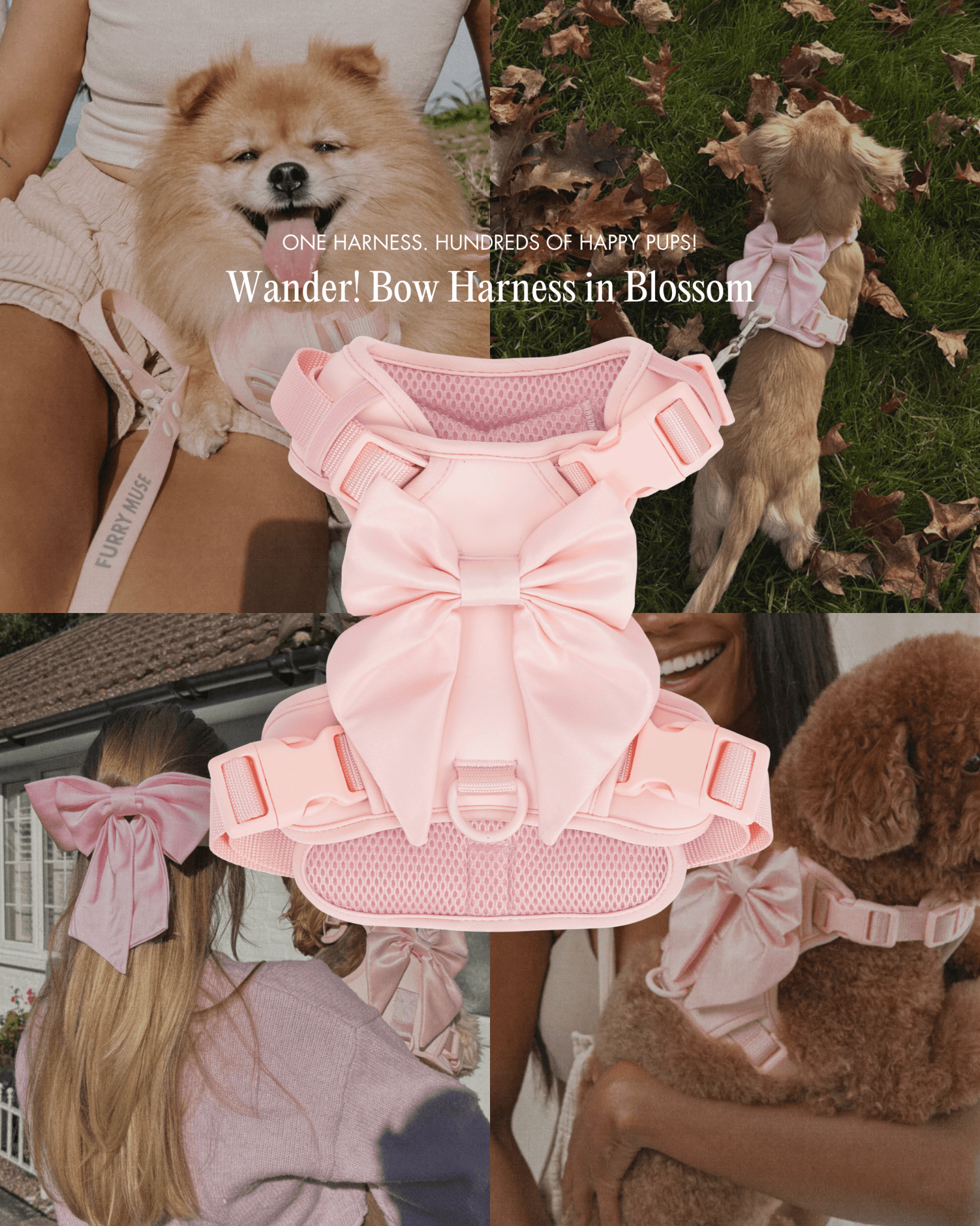 Wander! Bow Harness Kit Blossom - Silver - FURRY MUSE WAN-BOW-HKIT-XXS-SI-PN-6FT