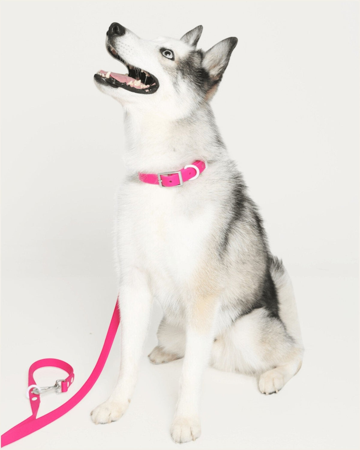 Wander! Collar Kit - Bubblegum - FURRY MUSE WAN-CKIT-S-MA