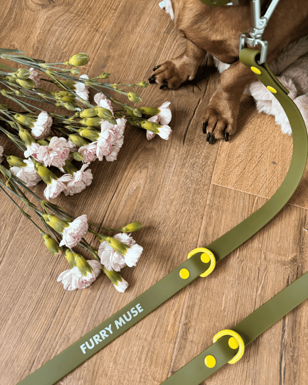 Wander! Collar &amp; Leash Kit Martini - FURRY MUSE WAN - CKIT - S - OL