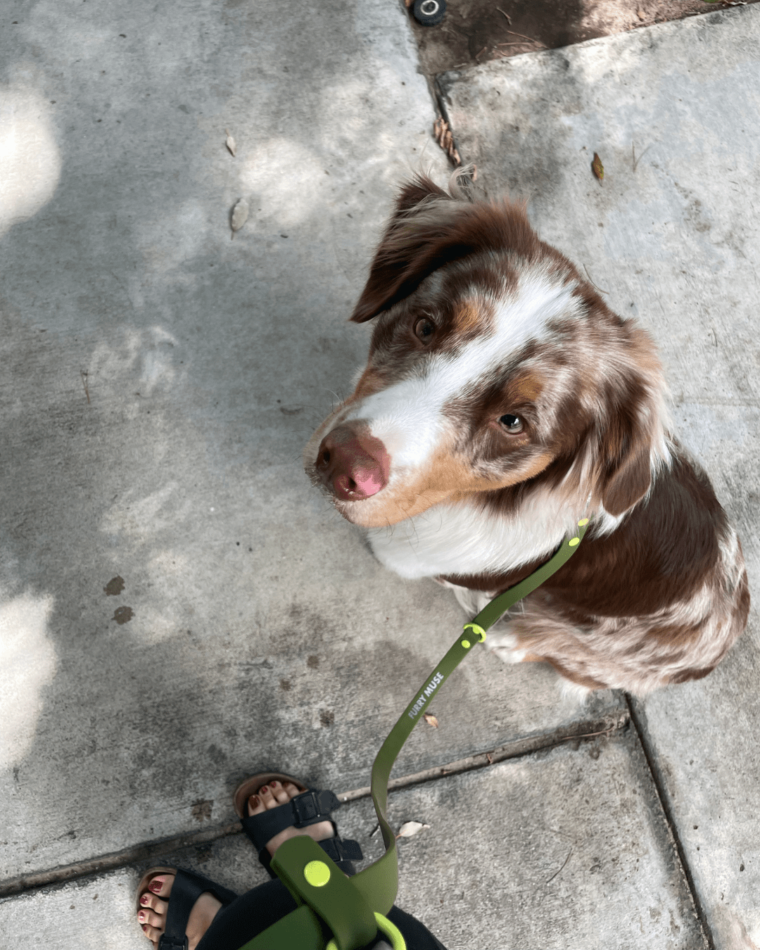 Wander! Collar &amp; Leash Kit Martini - FURRY MUSE WAN - CKIT - S - OL