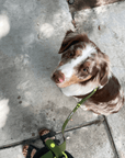 Wander! Collar & Leash Kit Martini - FURRY MUSE WAN - CKIT - S - OL