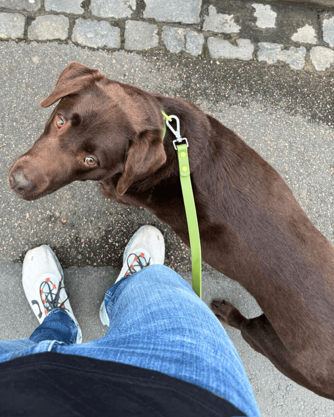 Wander! Collar &amp; Leash Kit Martini - FURRY MUSE WAN - CKIT - S - OL