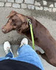 Wander! Collar & Leash Kit Martini - FURRY MUSE WAN - CKIT - S - OL