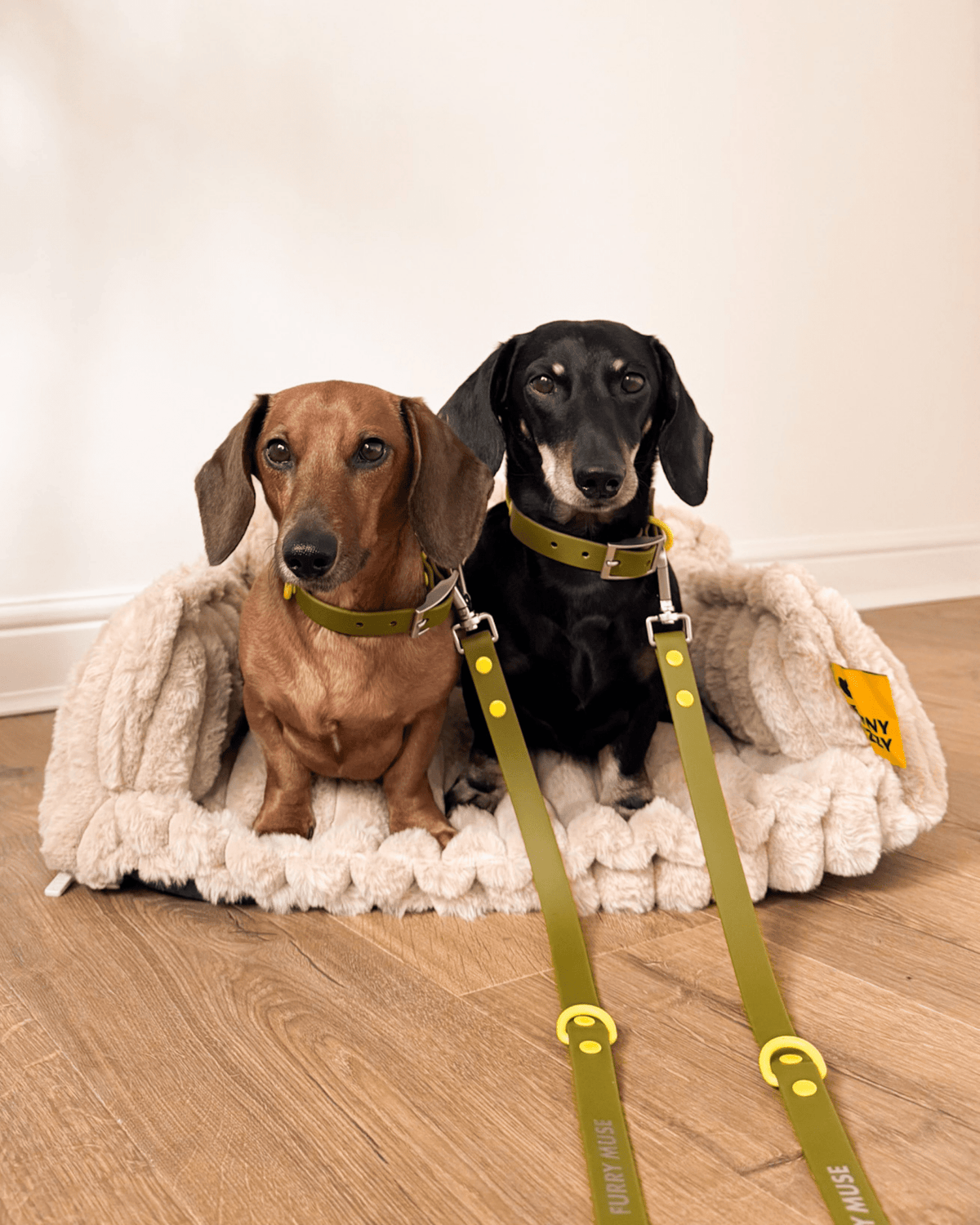 Wander! Collar &amp; Leash Kit Martini - FURRY MUSE WAN - CKIT - S - OL