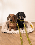 Wander! Collar & Leash Kit Martini - FURRY MUSE WAN - CKIT - S - OL