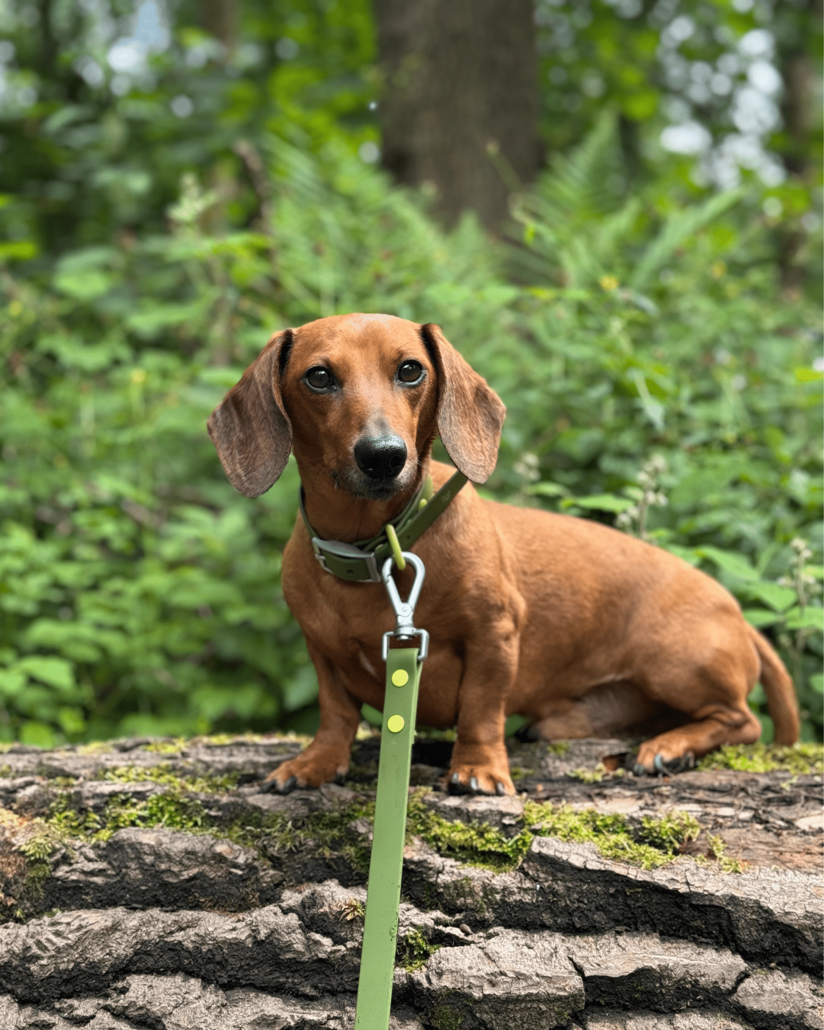 Furry Muse - Wander! Multiway Leash - Martini -