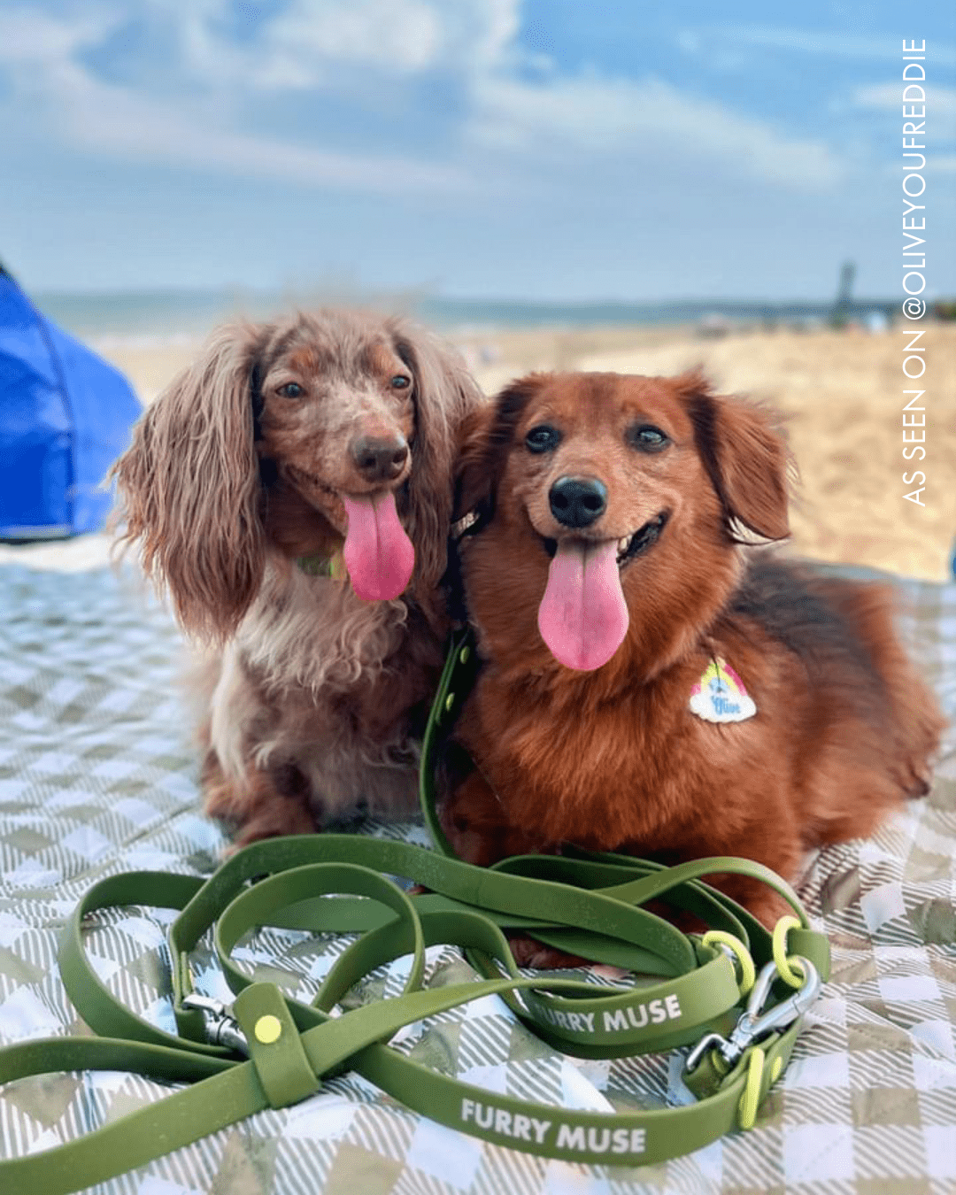 Furry Muse - Wander! Multiway Leash - Martini -