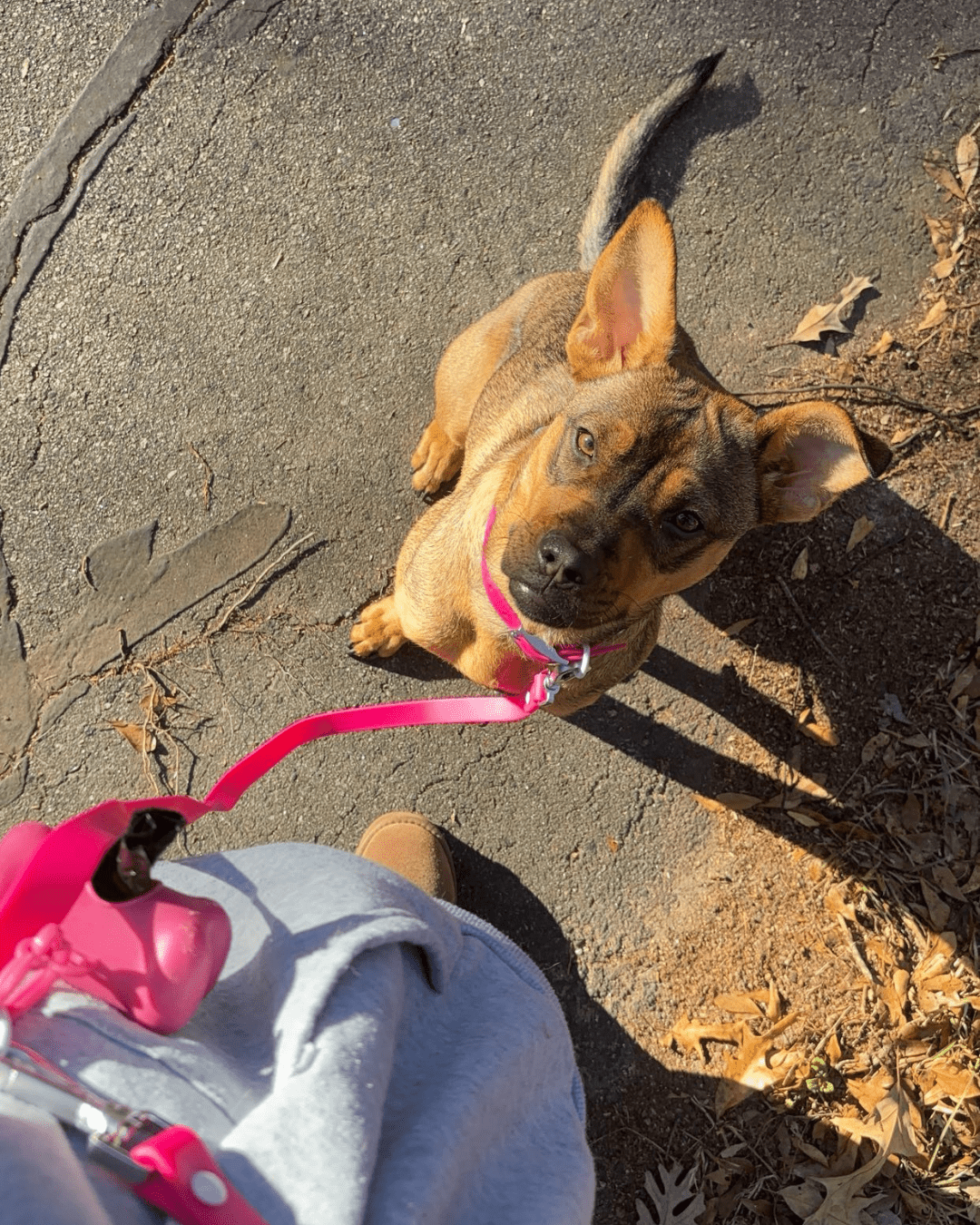 Furry Muse - Wander! Multiway Leash - Bubblegum -