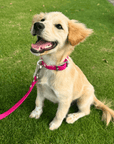 Wander! Multiway Waterproof Leash Petunia - FURRY MUSE WAN - LEA - OS - MA