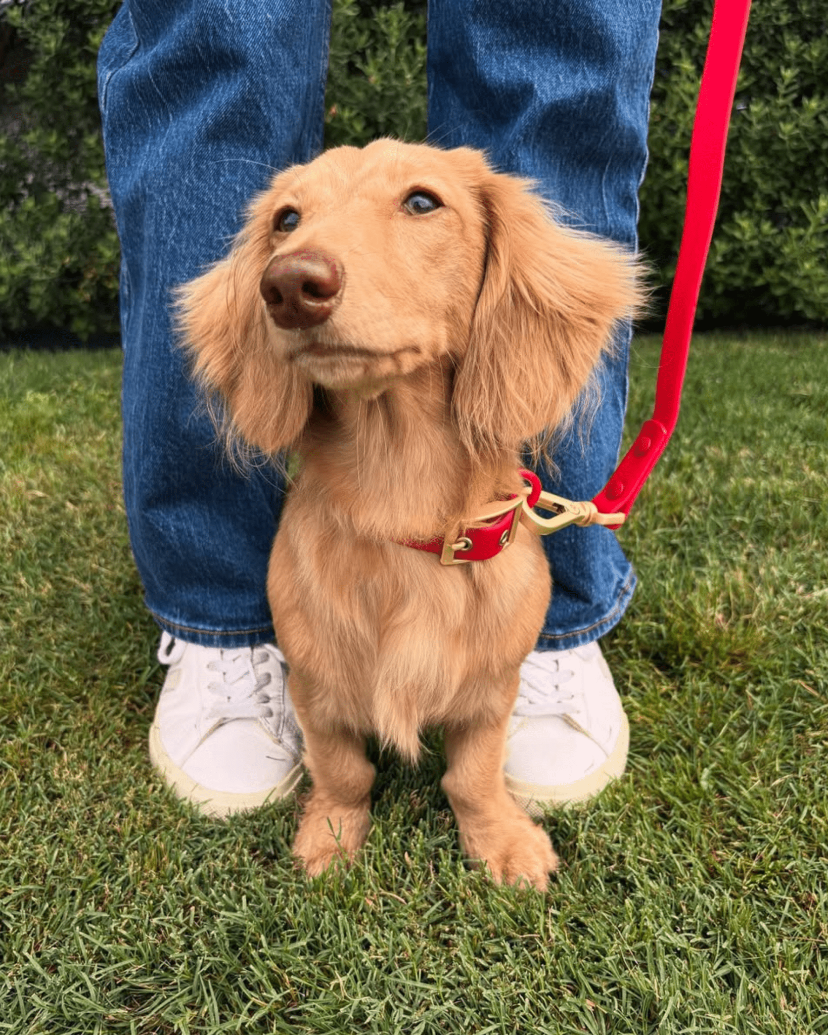 Furry Muse - Wander! Waterproof Collar - Cherry -