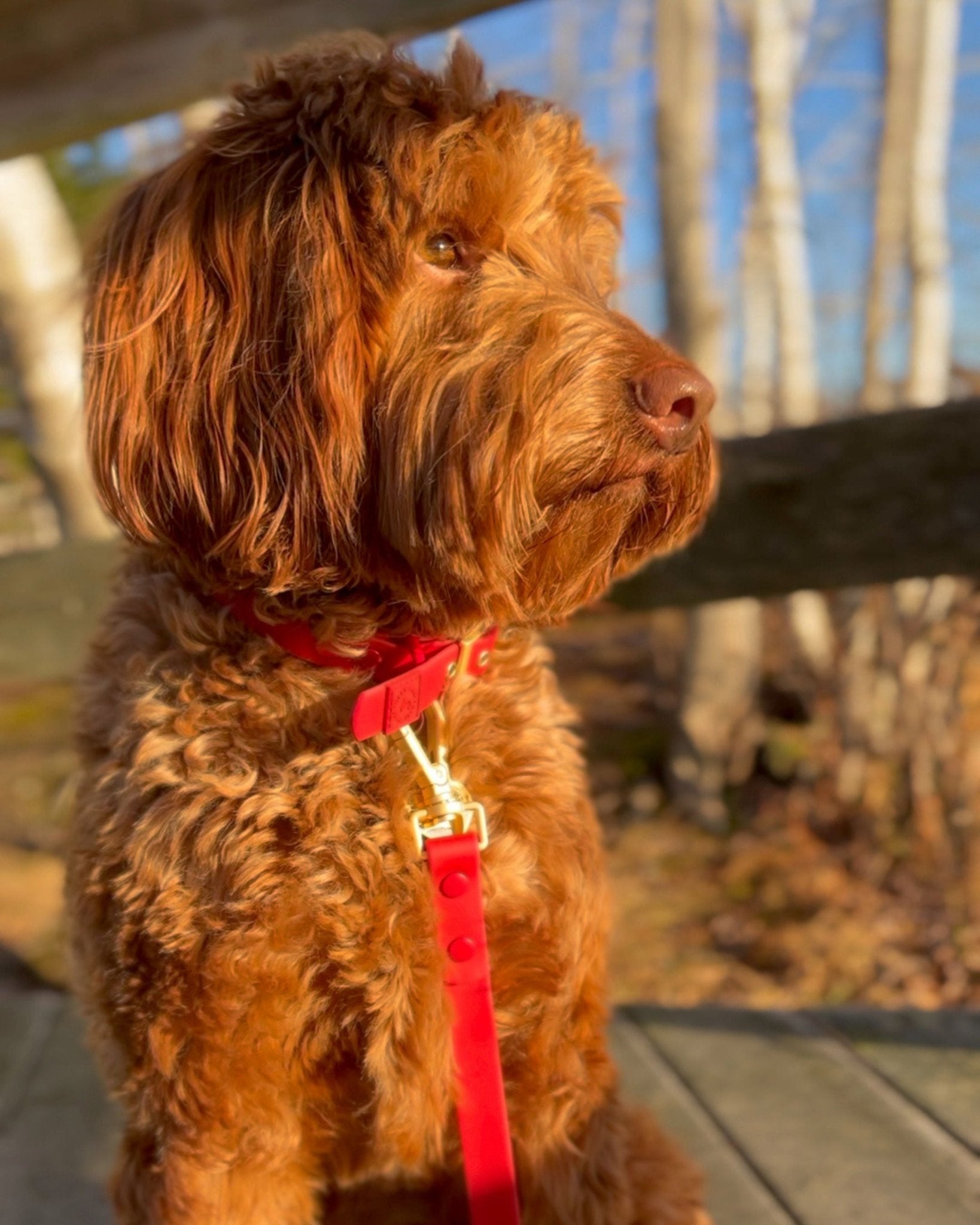Furry Muse - Wander! Waterproof Collar - Cherry -