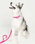 Wander! Waterproof Collar Petunia - FURRY MUSE WAN - COL - S - MA