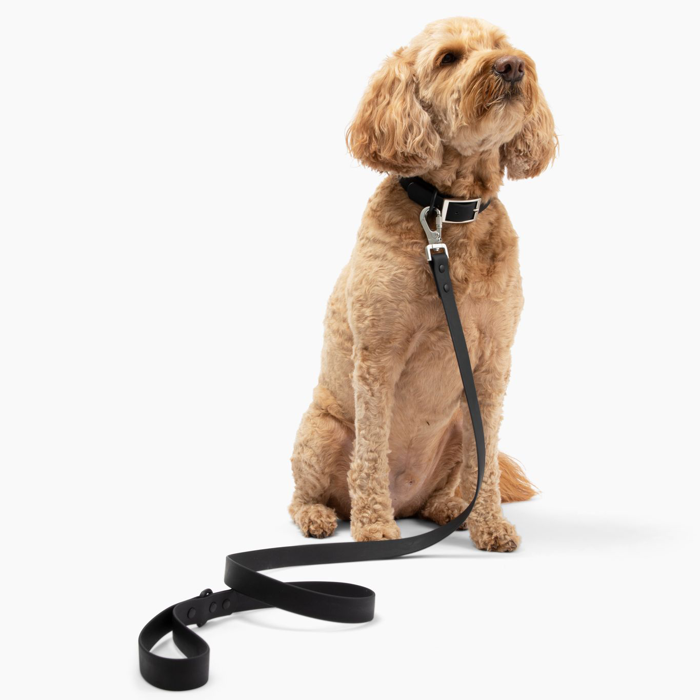 Lucy & Co. - Waterproof PVC Collar - Midnight -