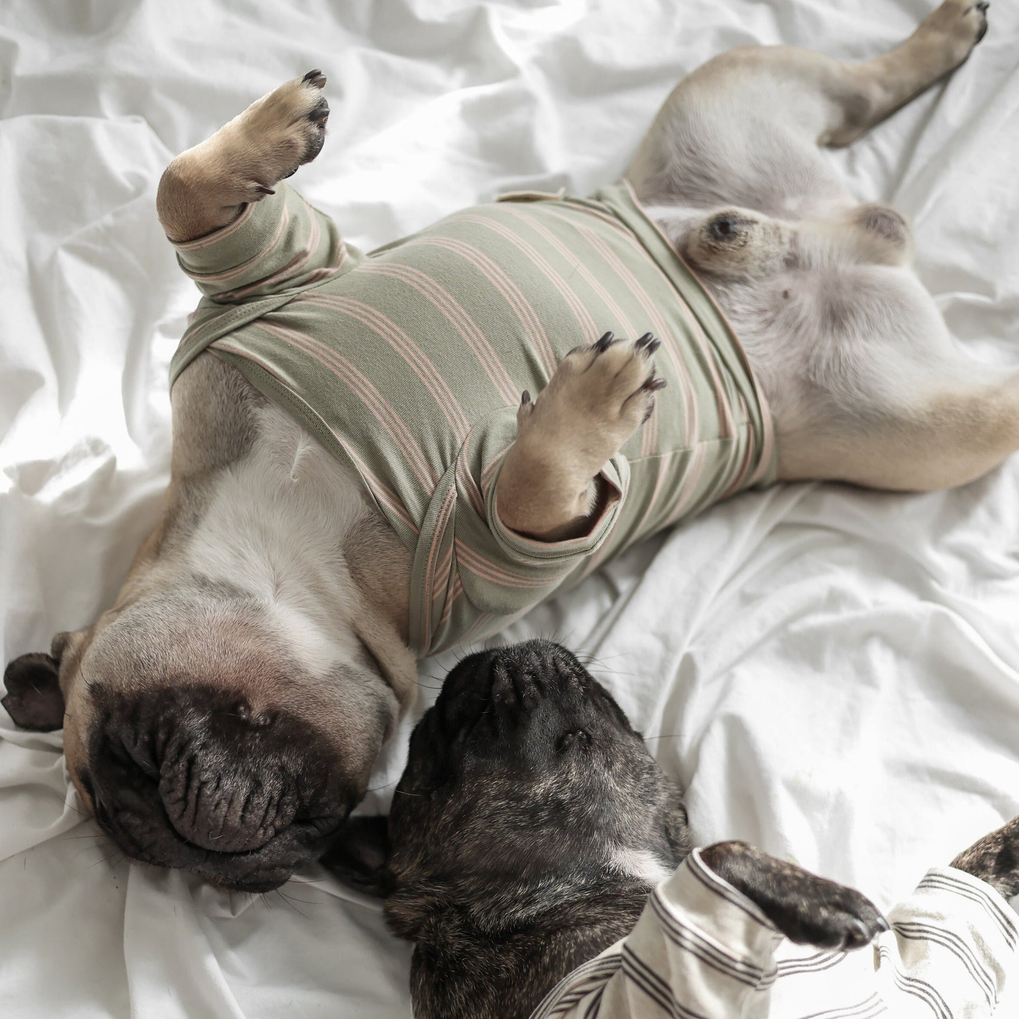 Lambwolf Collective - Chelsea Dog Tee - Fern -